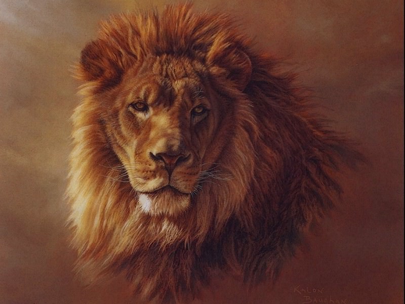 Африканский лев. Калон Баугхан