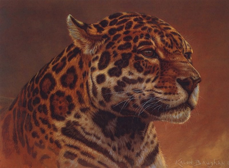 Jaguar Portrait. Kalon Baughan