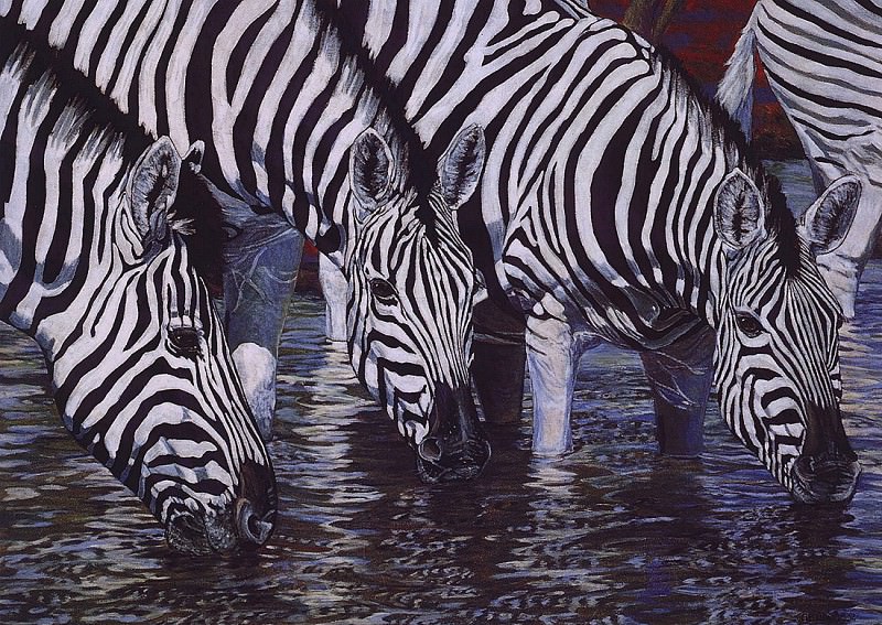 Burchells Zebras. Jennifer Bellinger