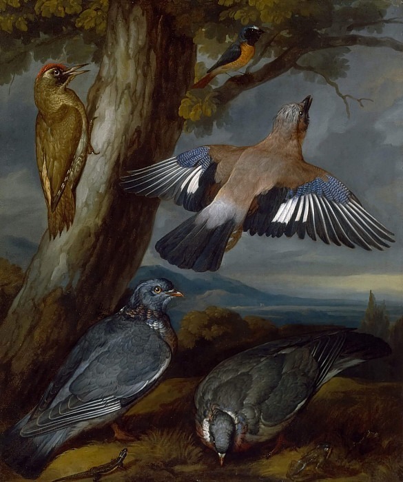 Jay, Green Woodpecker, Pigeons, and Redstart. Francis Barlow