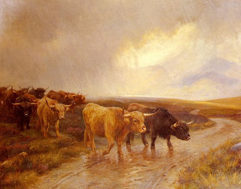 Highland Cattle. Wright Barker