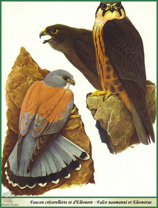 Falco naumanni et falco Eleonorae. Paul Barruel