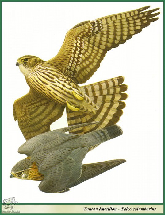 Falco columbarius. Paul Barruel