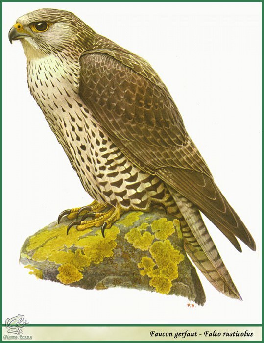 Falco rusticolus. Paul Barruel