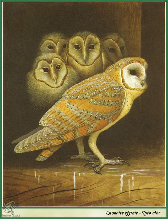 Tyto alba. Paul Barruel