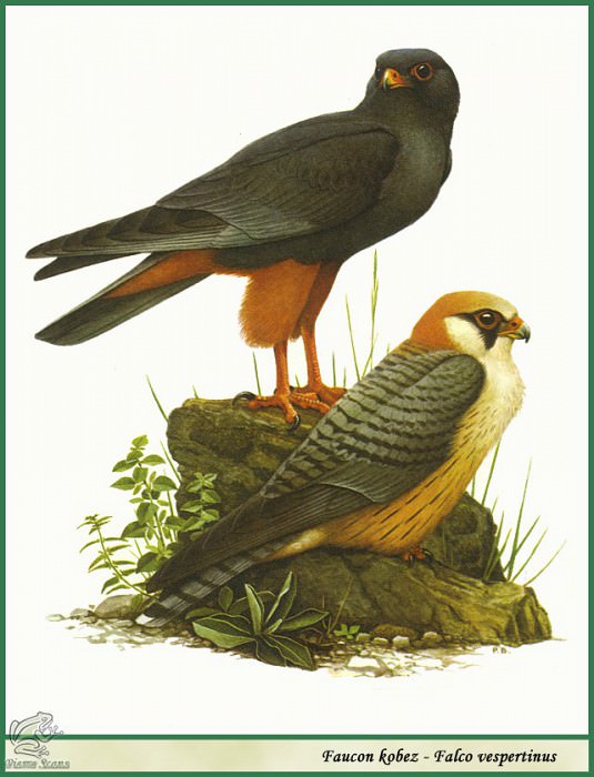 Falco vespertinus. Paul Barruel