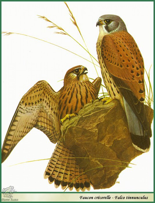 Falco tinnunculus. Paul Barruel