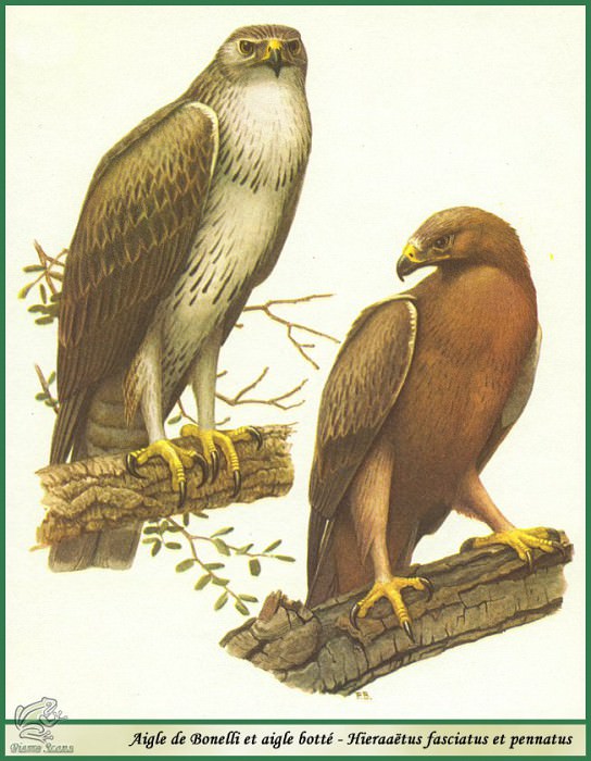 Длиннохвостый орел и орел-карлик. Поль Баррюэль