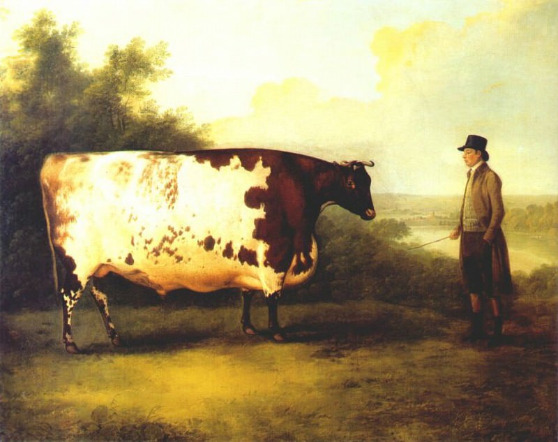 The Durham Ox. John Boultbee