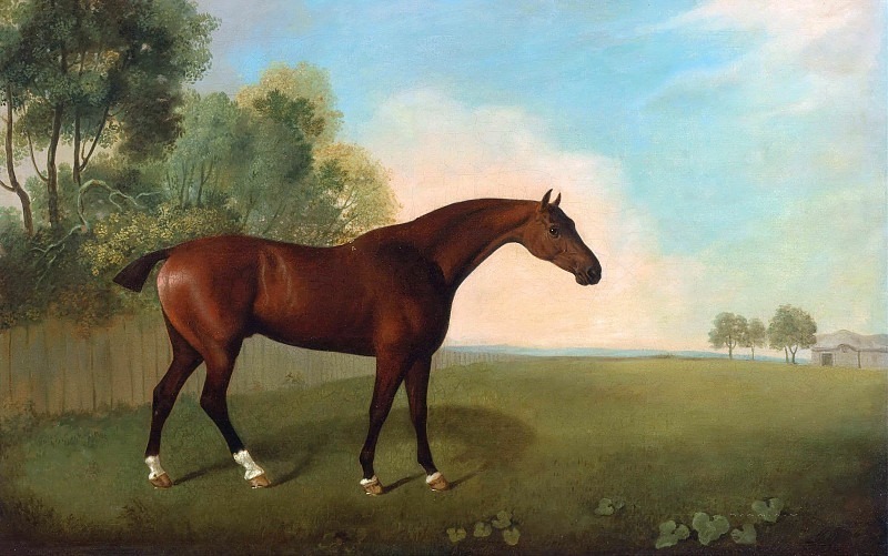 Коричневая лошадь в поле