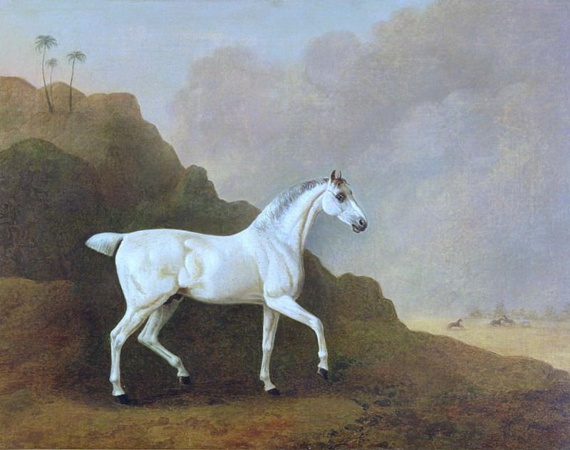 A Grey Arab Stallion in a Desert Landscape