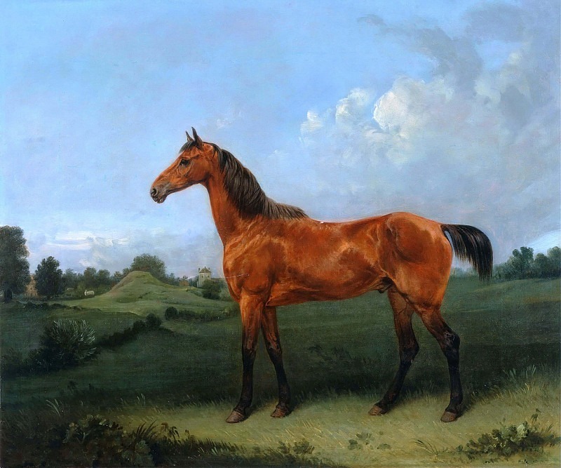 A Bay Horse in a Field. Edmund Bristow