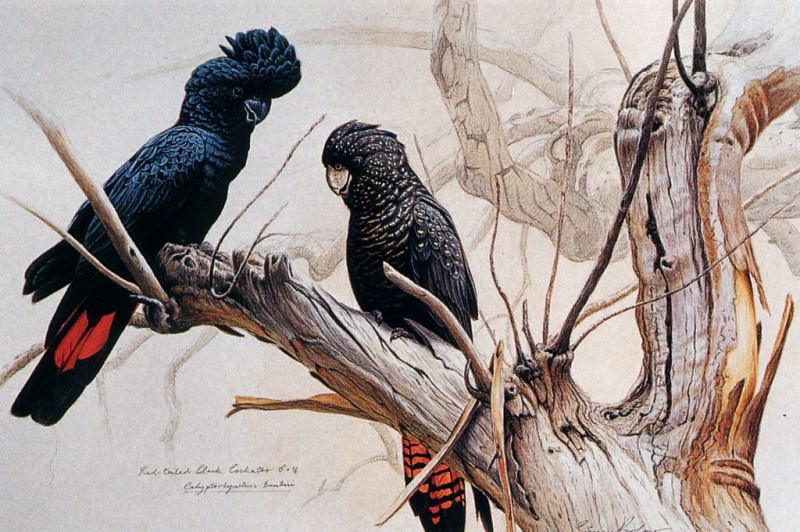 Red-tailed Black Cockatoos, 2002. Simon Barlow