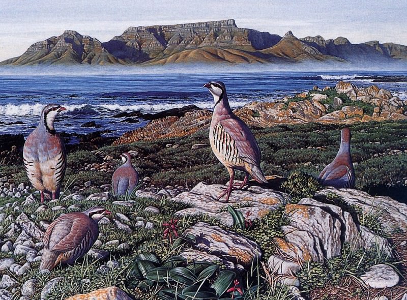 Chukar Partridges on Robben Island, 1995. Simon Barlow