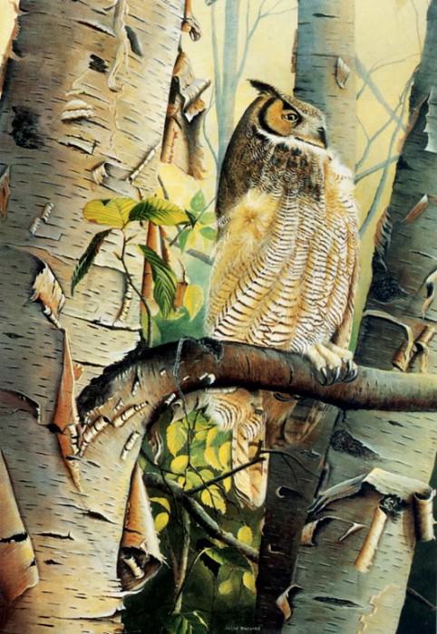 Great Gray Owl. Jules Bouchard