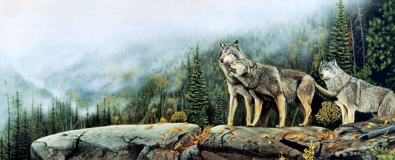 Канадский лесной волк. Жюль Бушар