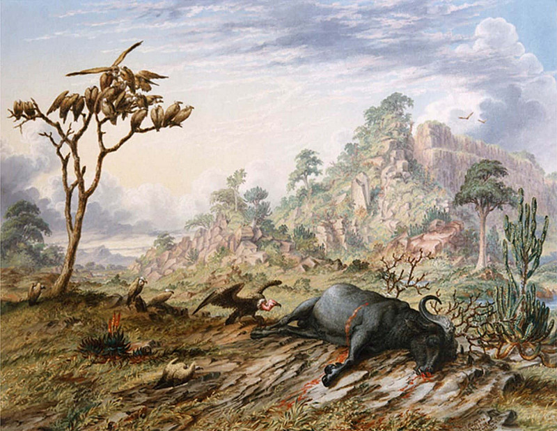 Dead Buffalo. Thomas Baines