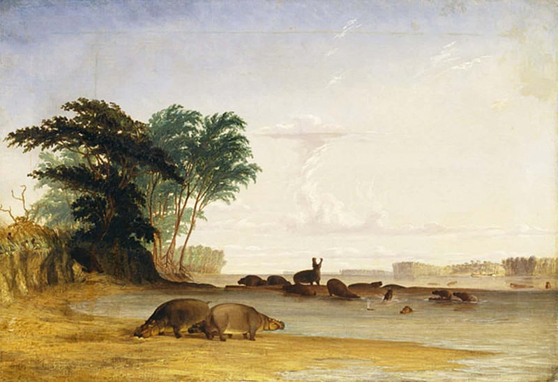Herd of Hippopotami Near the Mouth of the Luabo River. Thomas Baines