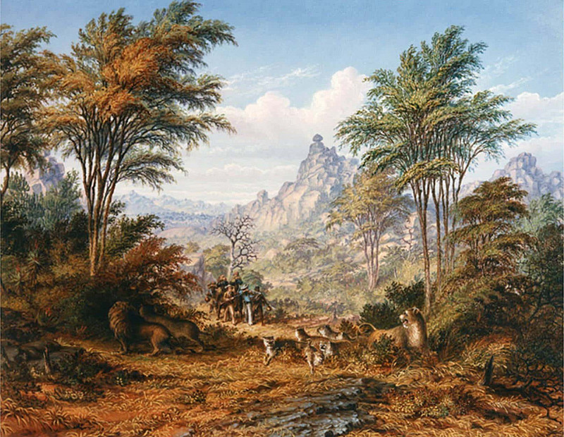 The Lion Family. Thomas Baines