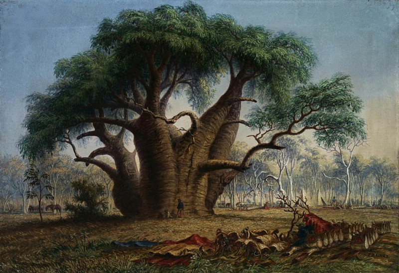 Gouty stem tree, Adansonia Gregorii, 58 feet circumference, near a creek. Thomas Baines