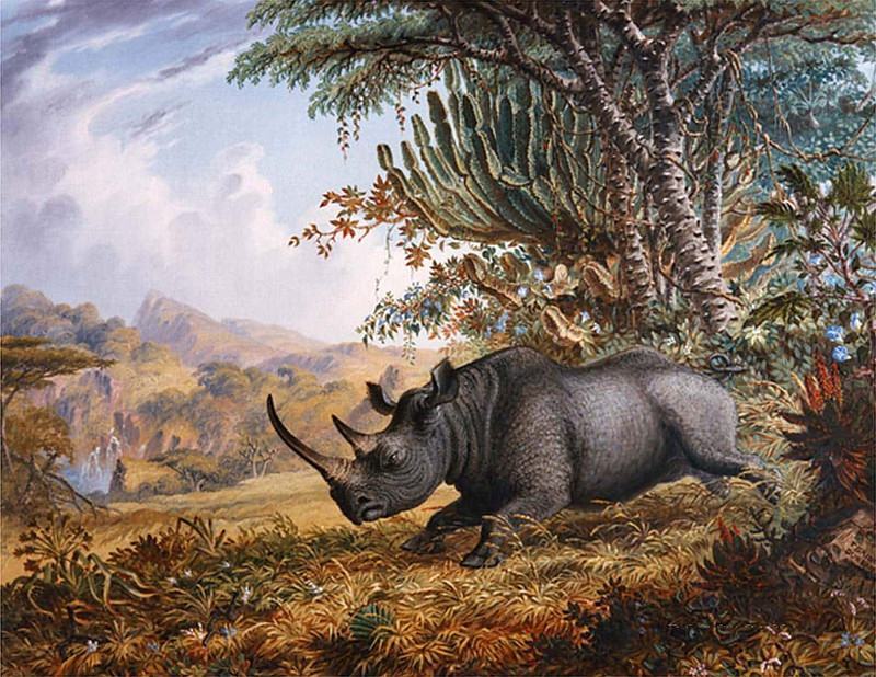The Black Rhinoceros Charging. Thomas Baines