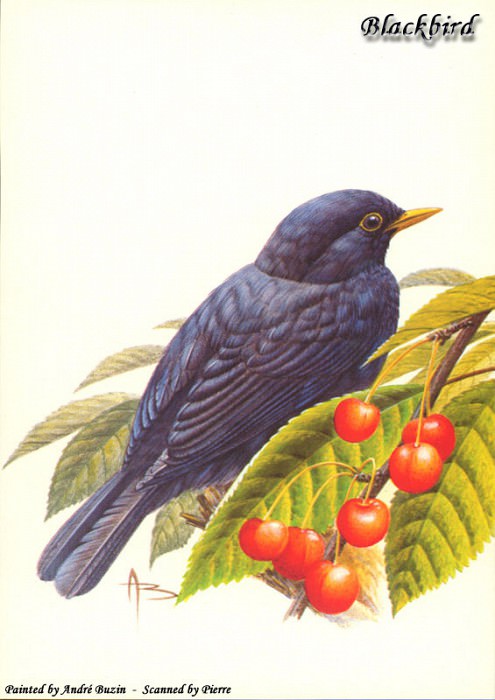 blackbird. Andre Buzin