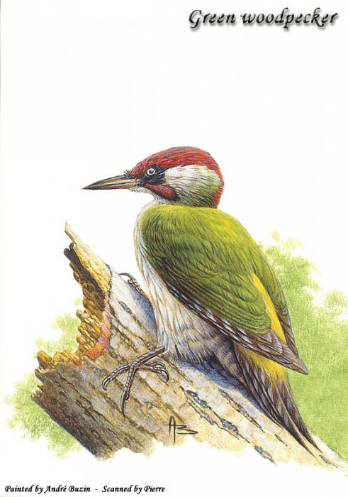 green woodpecker. Andre Buzin