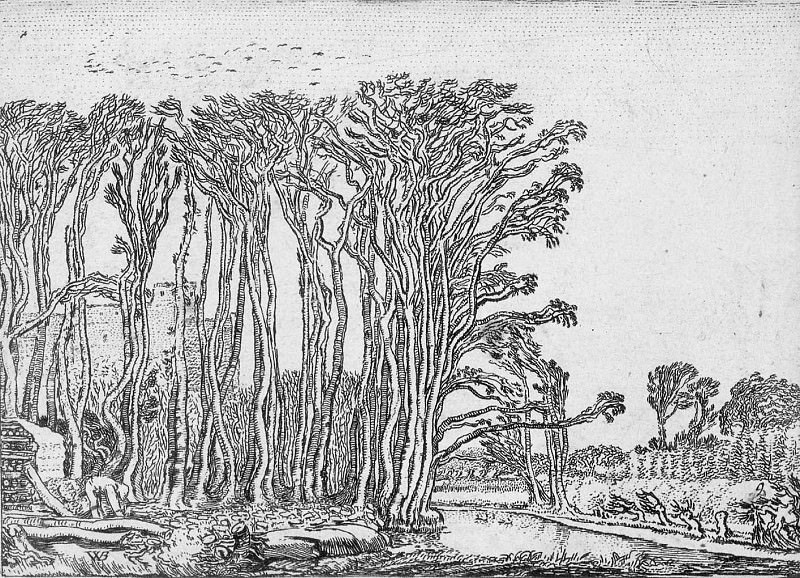 Dead tree. Willem Buytewech