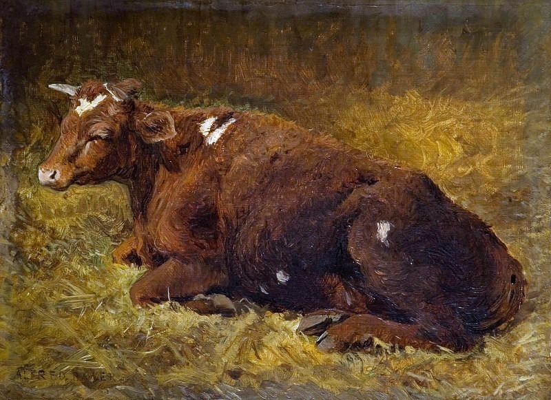 Корова, лежащая на земле. Альфред Бейкер