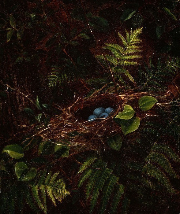 Птичье гнездо и папоротники. Фиделия Бриджес