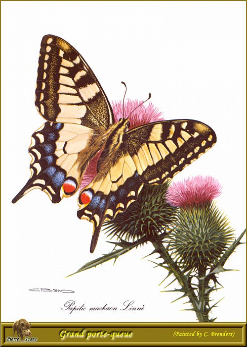 Papilio Machaon. Carl Brenders