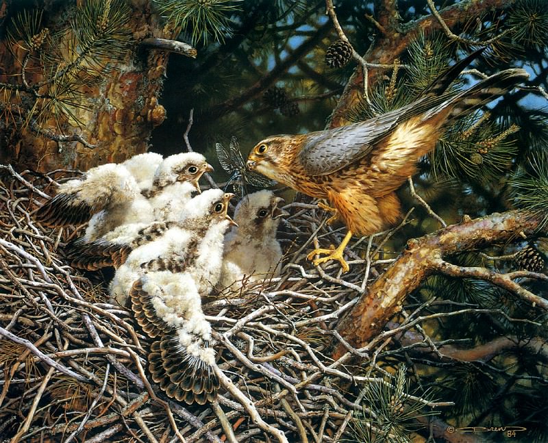 Merlins at the Nest. Carl Brenders