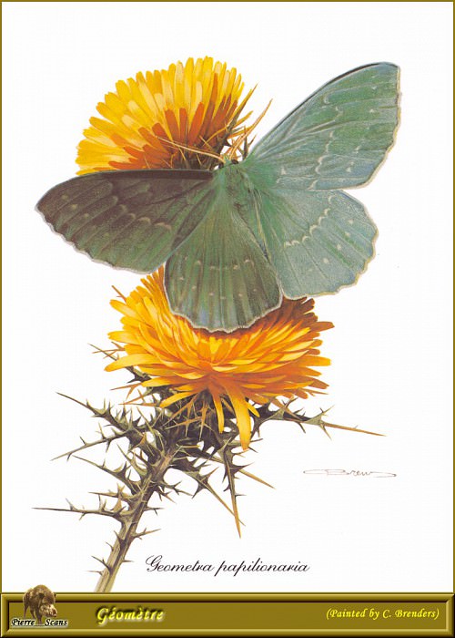 Geometra Papilionaria. Carl Brenders