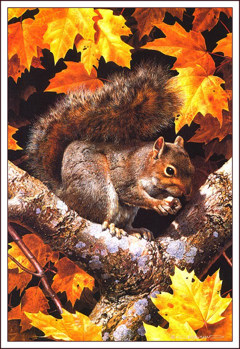 Golden Season- Gray Squirrel. Carl Brenders