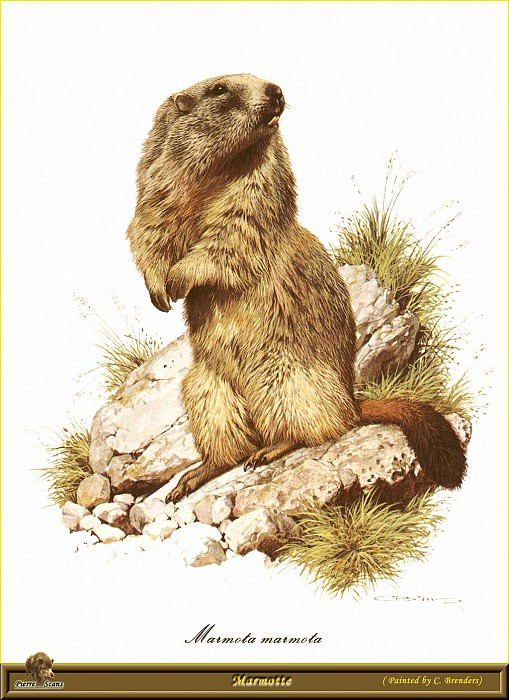 Marmotte. Carl Brenders
