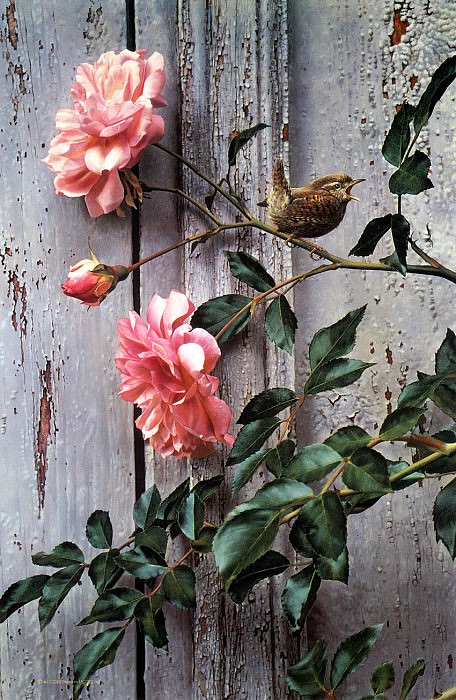 Summer Roses. Carl Brenders