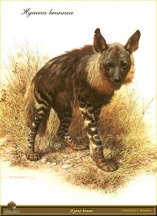Hyиne brune. Carl Brenders
