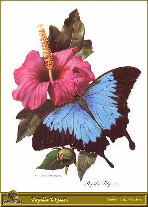 Papilio Ulysses. Carl Brenders