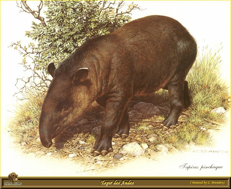 Tapir des Andes. Carl Brenders