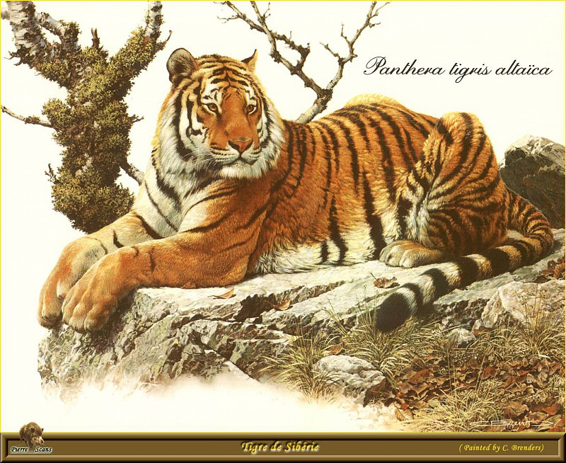 PO ppa 58 Tigre de Siberie. Carl Brenders