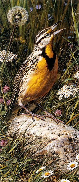 Meadowlark. Carl Brenders