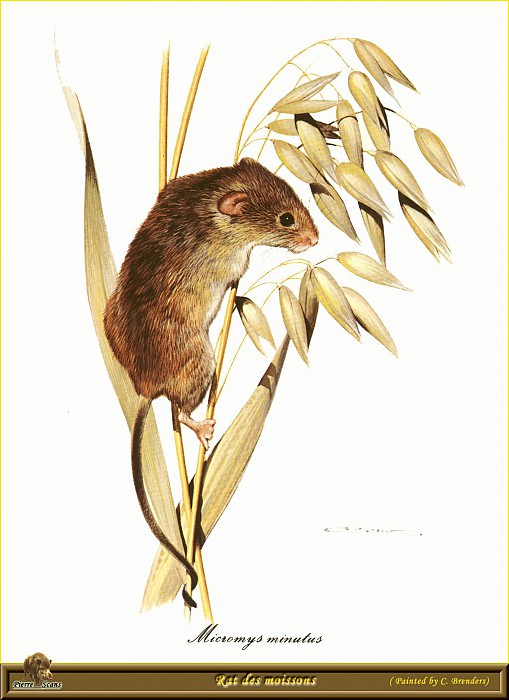 Крыса, питающаяся зерновыми на корню. Карл Брендерс