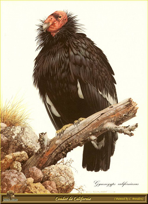 Condor de Californie. Carl Brenders