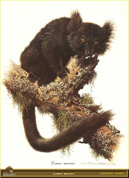 Lemur macaco. Carl Brenders