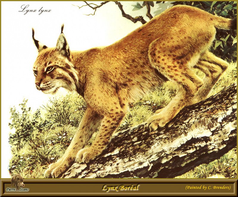 Lynx boreal. Carl Brenders