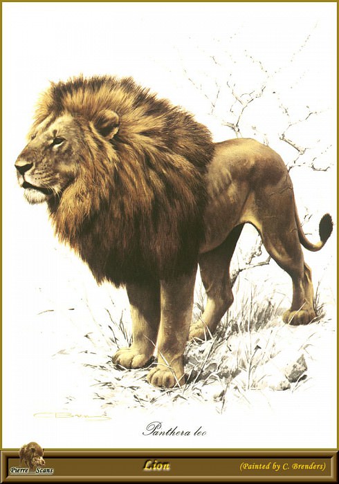 Lion. Carl Brenders