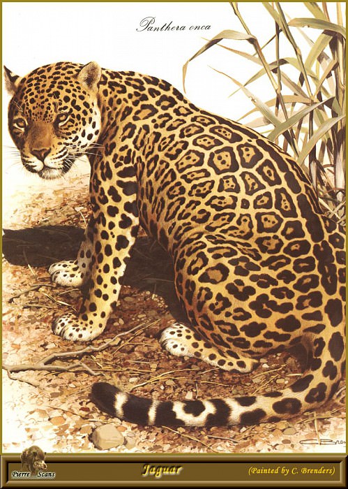 Jaguar. Carl Brenders