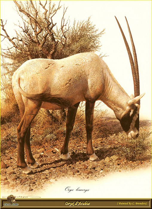 PO ppa 36 Oryx dArabie. Carl Brenders