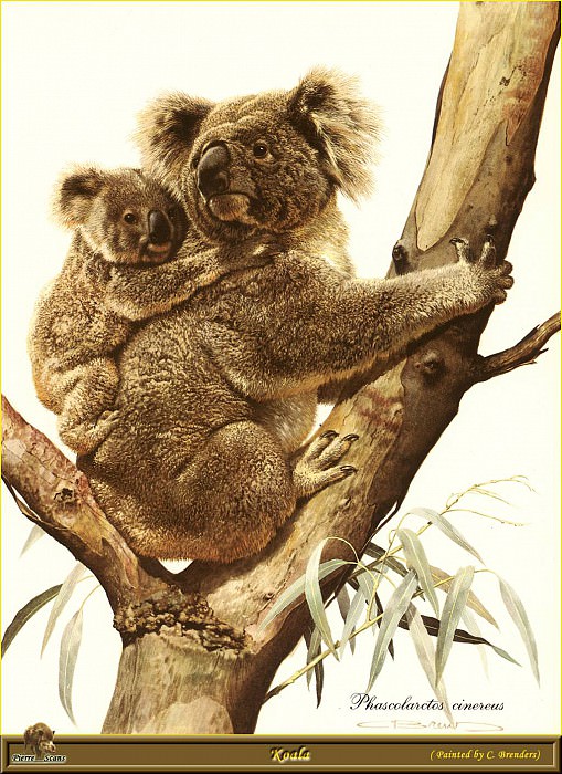 Koala. Carl Brenders