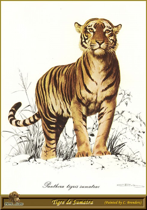 Tigre de Sumatra. Carl Brenders